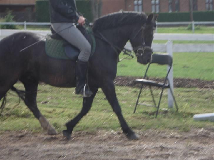 Dartmoor Akido af granlygård - Dressur sammen med Anja :) billede 16