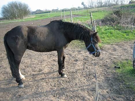 Dartmoor Akido af granlygård - Vil vist gerne ud for folden . Heeh . billede 17
