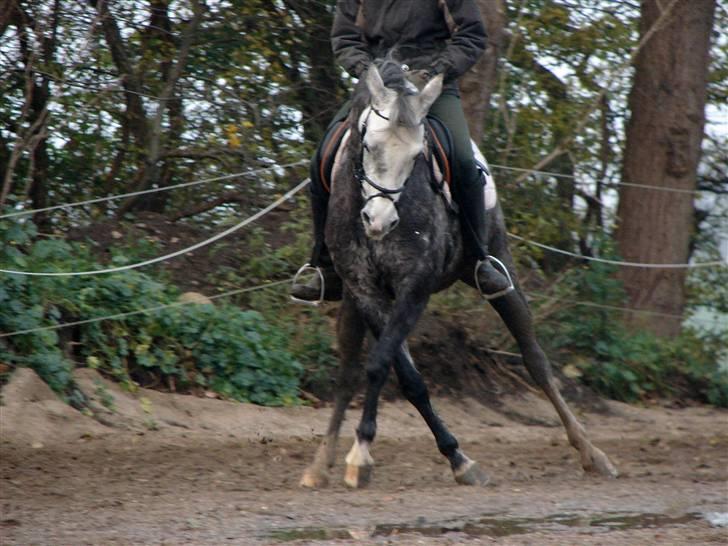 Welsh Partbred (Sec F) Rosengårdens Scarlett - dressur 08/11 - 2008 billede 11