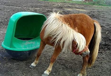 Shetlænder Lonnie - SOLGT - (foto - Cecillie N) billede 5