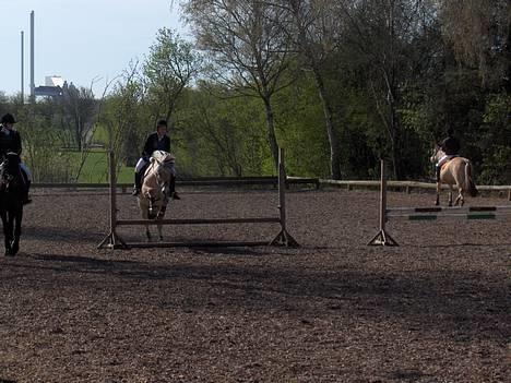 Fjordhest Mick Mølbak FJ 9403365 - opvarmning .    billede 7