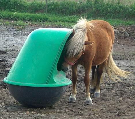 Shetlænder Lonnie - SOLGT - (foto - Cecillie N) billede 6