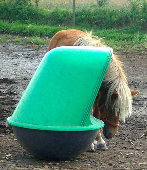 Shetlænder Lonnie - SOLGT - (foto - Cecillie N) billede 7
