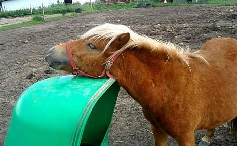 Shetlænder Lonnie - SOLGT - (foto - Cecillie N) billede 8