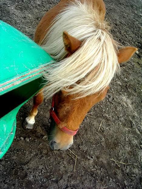 Shetlænder Lonnie - SOLGT - (foto - Cecillie N) billede 9