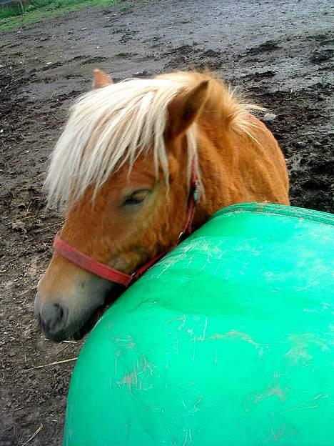 Shetlænder Lonnie - SOLGT - (foto - Cecillie N) billede 10