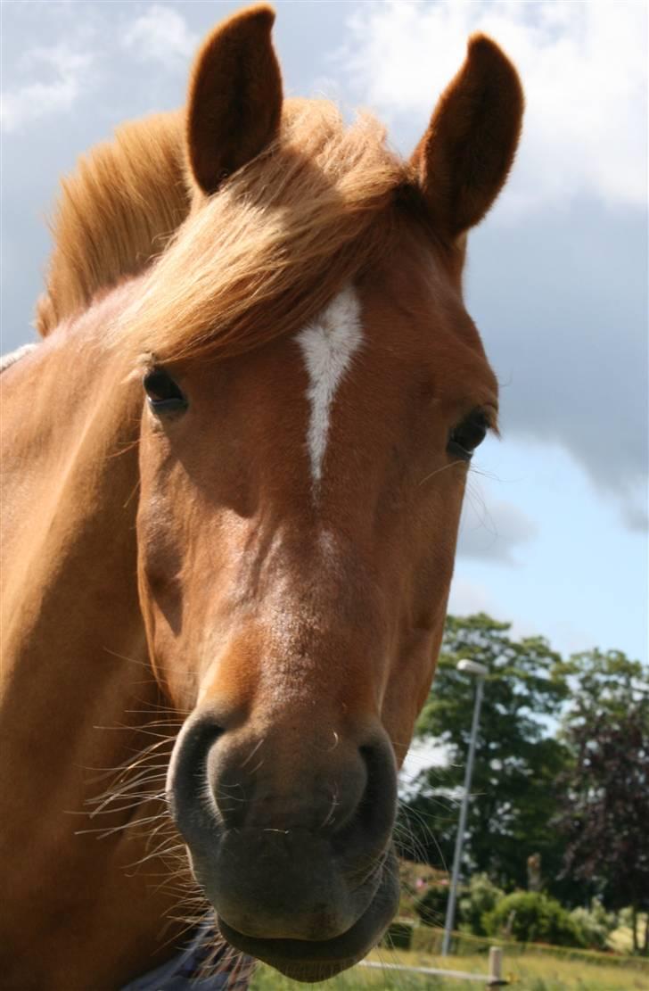 Anden særlig race Test Tube Baby  - nutteponi q; billede 12