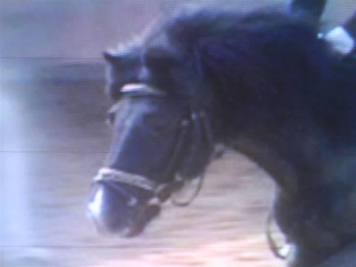 Dartmoor Beauty - Se lige hans hals!! 2003 billede 13