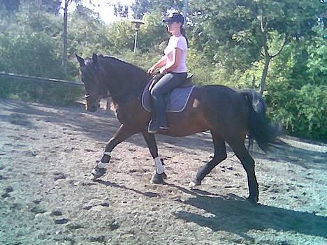 Anden særlig race DIBA - Mig og diba i dag (22/8) dressur på banen :) billede 6