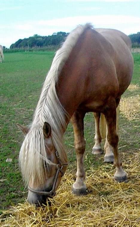 Tyroler Haflinger Holly Elghuset billede 6