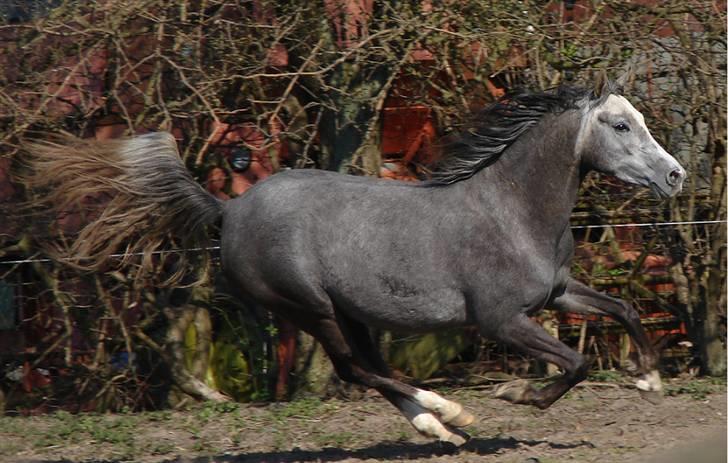 Welsh Partbred (Sec F) Rosengårdens Scarlett - fuld fart på folden :P billede 12