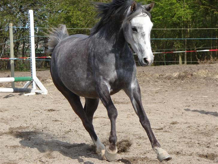 Welsh Partbred (Sec F) Rosengårdens Scarlett - nååår billede 13