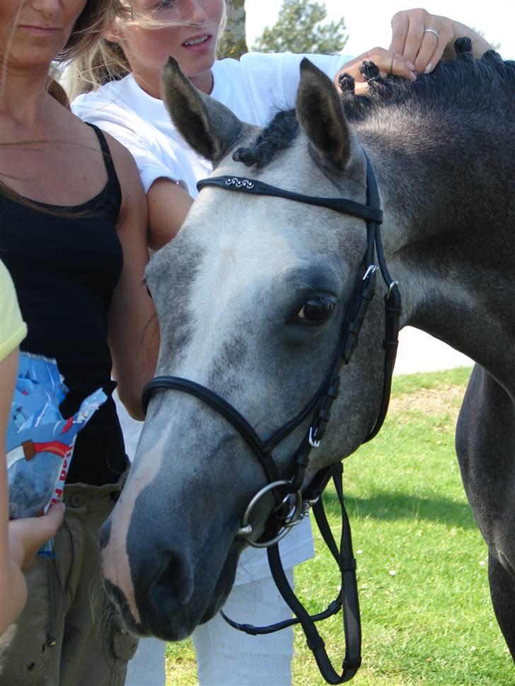 Welsh Partbred (Sec F) Rosengårdens Scarlett - <3 min smukke billede 14