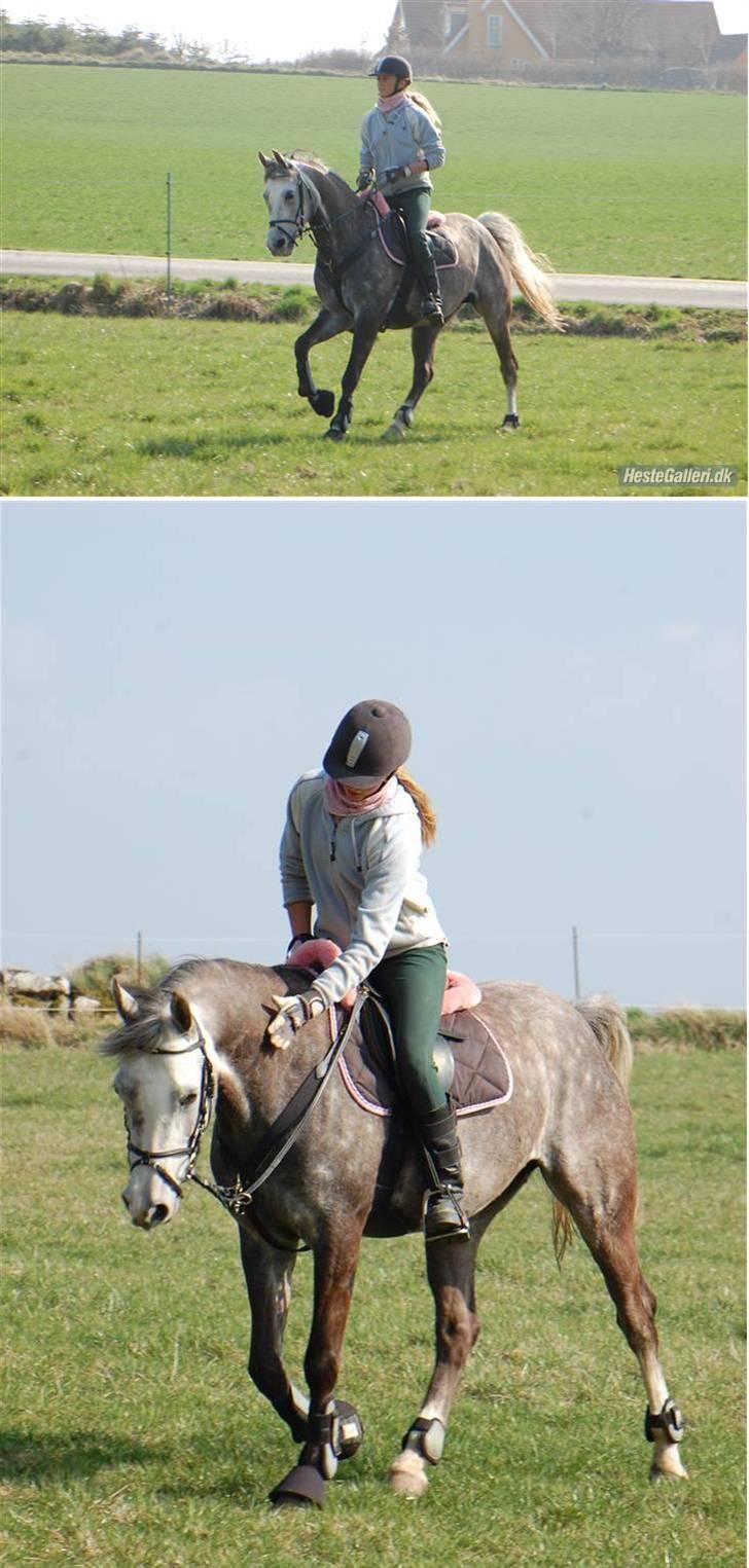 Welsh Partbred (Sec F) Rosengårdens Scarlett - <3 d. 9/4 2009 foto: Annika Mørum billede 15