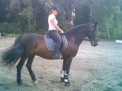 Anden særlig race DIBA - Vilddyret som ikke kan stå stille i en pæn parade.. :) hehe.. billede 7