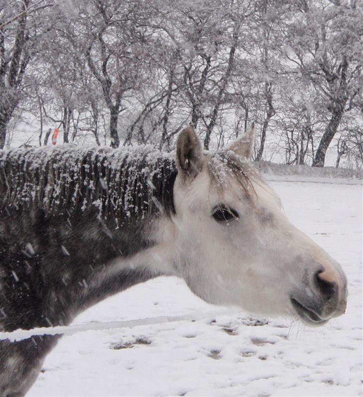 Welsh Partbred (Sec F) Rosengårdens Scarlett - December 2009 billede 17