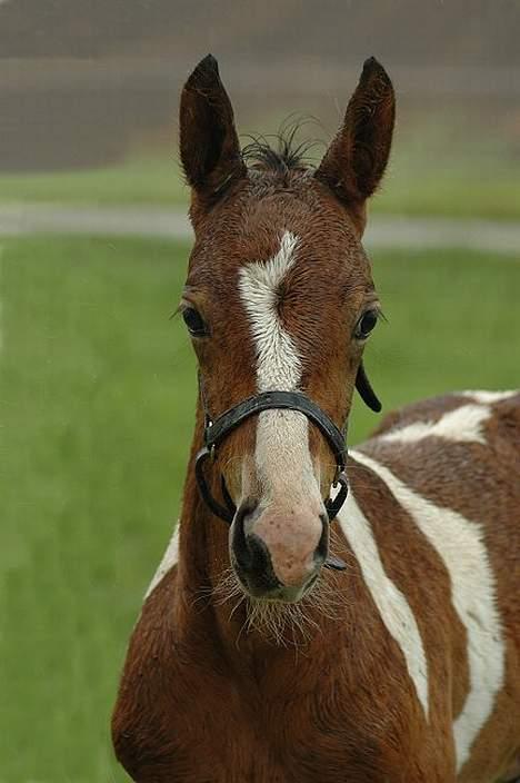Pinto vandlinggård`s Heart Brea - Så står de der og vil tage gode billeder i øs regnvejr. foto jani pedersen billede 1