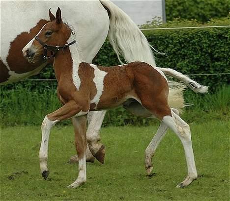 Pinto vandlinggård`s Heart Brea - Hov hov nu ikke skubbe. foto jani pedersen billede 2