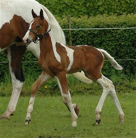 Pinto vandlinggård`s Heart Brea - Hmm nej åbenbart ikke pyh hvor det regner , jeg vil ind. foto jani pedersen billede 4