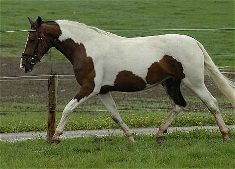 Pinto Charmaine - foto jani pedersen billede 3