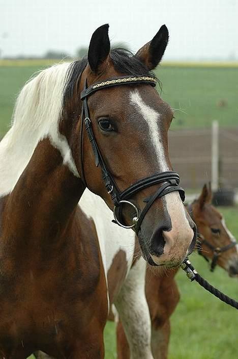 Pinto Charmaine - foto jani pedersen billede 4