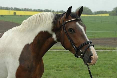 Pinto Charmaine - foto jani pedersen billede 5