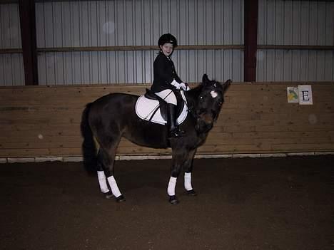 New Forest Tina Turner (SOLGT) :.C billede 3