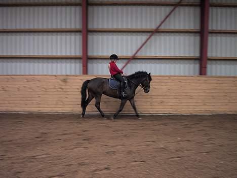 New Forest Tina Turner (SOLGT) :.C billede 4