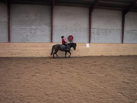 New Forest Tina Turner (SOLGT) :.C billede 5