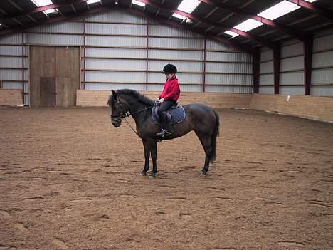 New Forest Tina Turner (SOLGT) :.C billede 6
