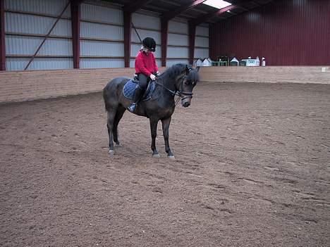 New Forest Tina Turner (SOLGT) :.C billede 7