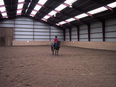 New Forest Tina Turner (SOLGT) :.C billede 8