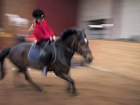 New Forest Tina Turner (SOLGT) :.C billede 9