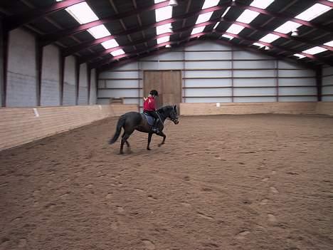 New Forest Tina Turner (SOLGT) :.C billede 11