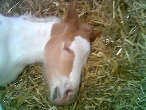 Anden særlig race Zultan <'33 - "Godnaat...." billede 4