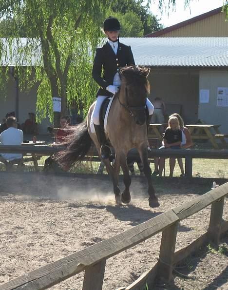 Anden særlig race Apollon - Solgt - i galop :)  billede 10