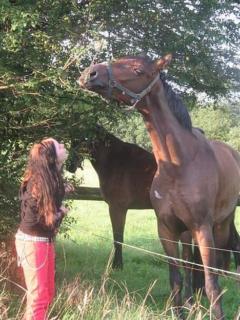Dansk Varmblod Nørringholms LakostaSOLGT billede 14