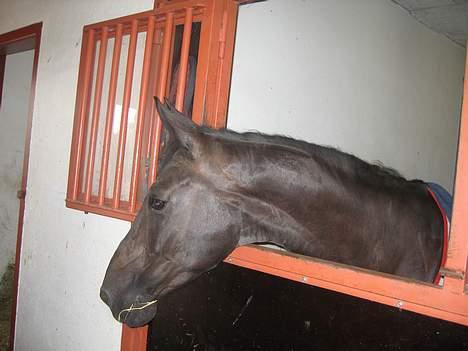 Dansk Varmblod Losanna - solgt billede 2