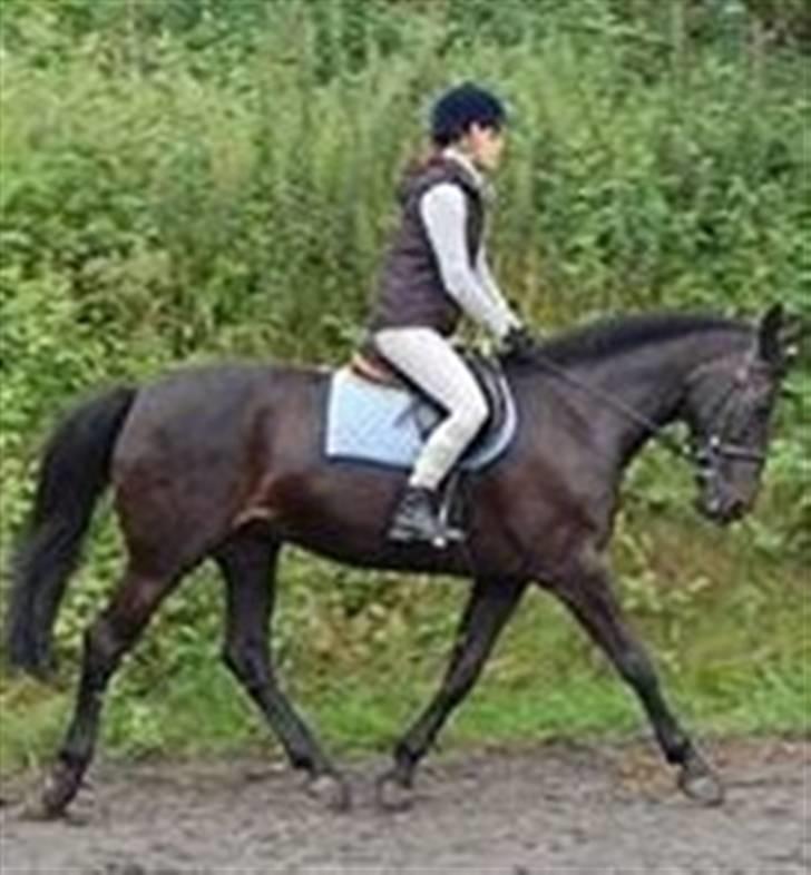 Dansk Varmblod Losanna - solgt - Taget af Tia :D . Losanna og jeg i lidt trav. Desværre lidt sløret, da jeg har zoom´et en del. billede 3