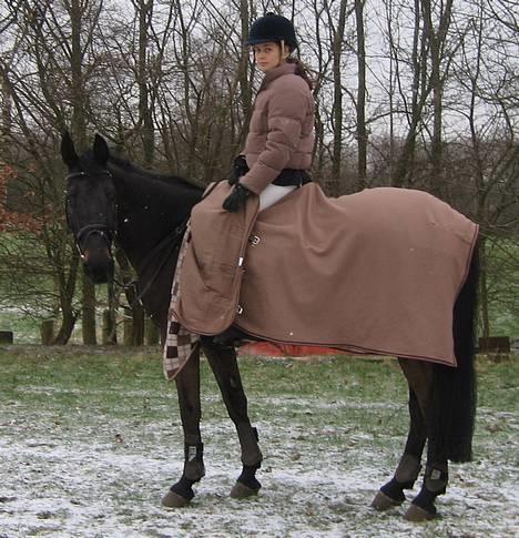 Dansk Varmblod Losanna - solgt - Til stævne i Kolding 11/2 2007 billede 5