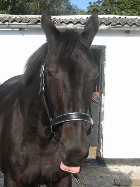 Dansk Varmblod Losanna - solgt - En smule bøvet, men sødt :D billede 6