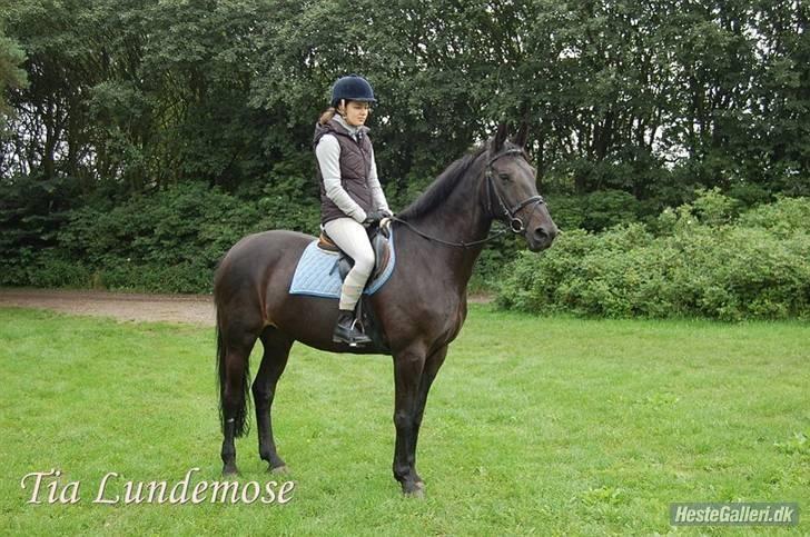 Dansk Varmblod Losanna - solgt - Et super billed som Tia har taget :D billede 8