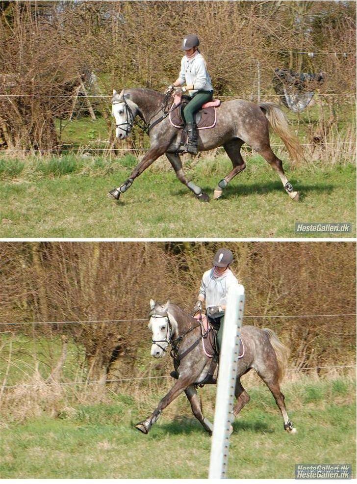 Welsh Partbred (Sec F) Rosengårdens Scarlett - hendes dejlige trav ;P d. 9/4 2009 foto: Annika Mørum billede 18