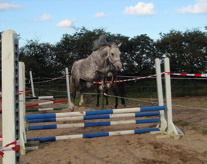 Welsh Partbred (Sec F) Rosengårdens Scarlett - løsspring  01/10-2010 billede 19