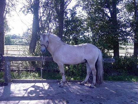 Fjordhest Nr. dam's Magic Survivor billede 1