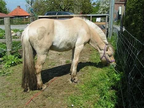 Fjordhest Nr. dam's Magic Survivor billede 2