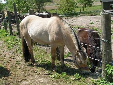 Fjordhest Nr. dam's Magic Survivor billede 3