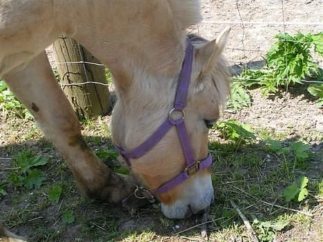 Fjordhest Nr. dam's Magic Survivor billede 4