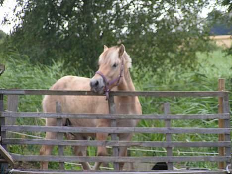 Fjordhest Nr. dam's Magic Survivor billede 5