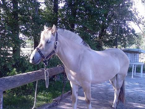Fjordhest Nr. dam's Magic Survivor billede 6